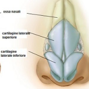 anatomia-del-naso